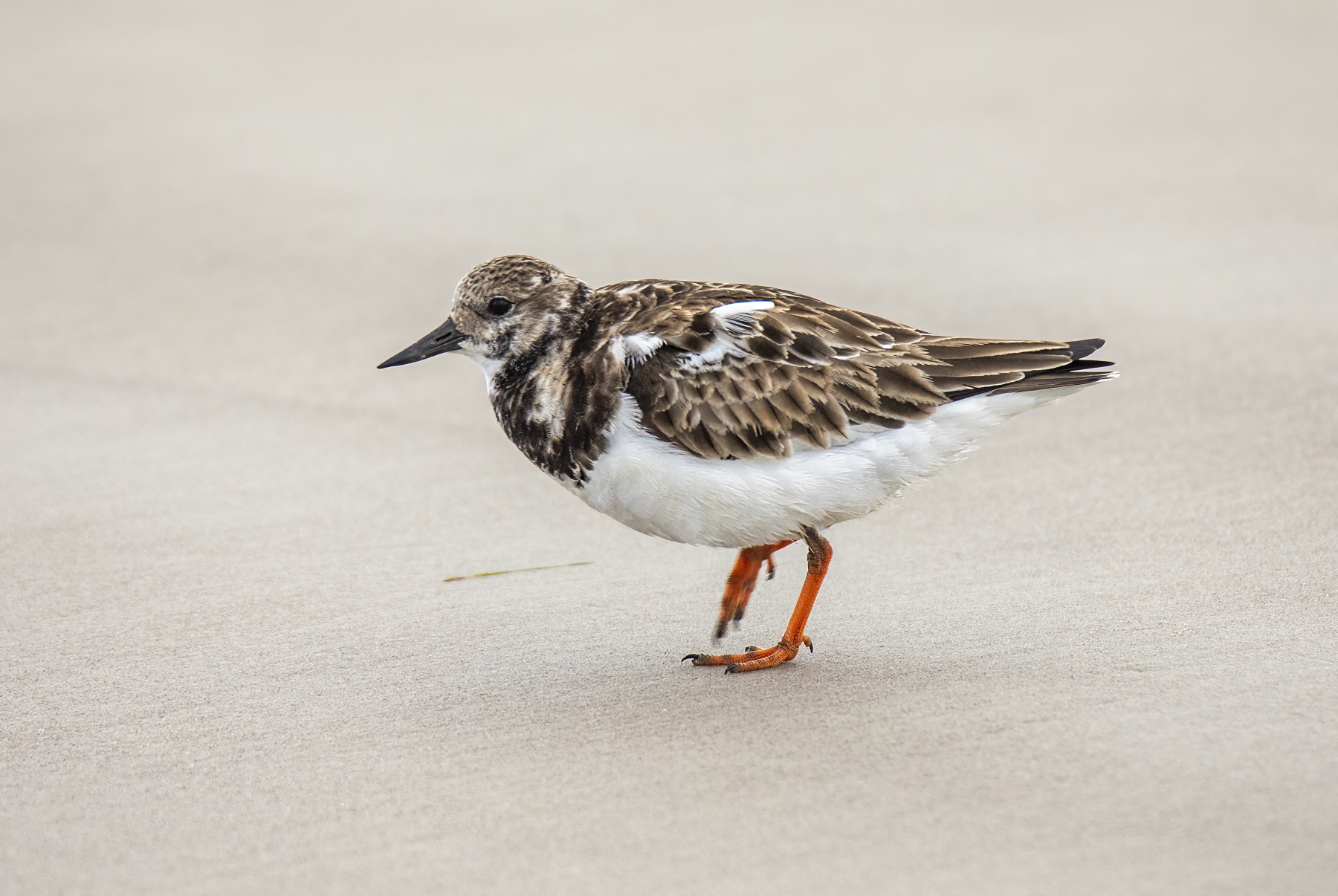 Turnstone, Port Aransas, Texas